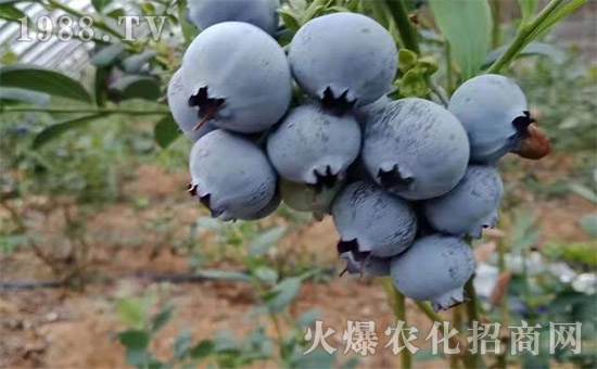 碳氢核肥十大新闻